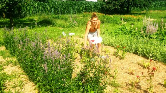 Kräuter aus dem eigenen Garten