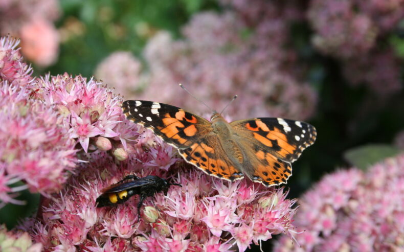 Tagfalter auf Blüte
